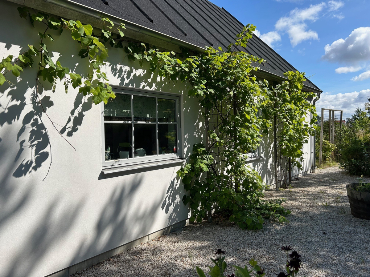 Säljarbild, vinrankor