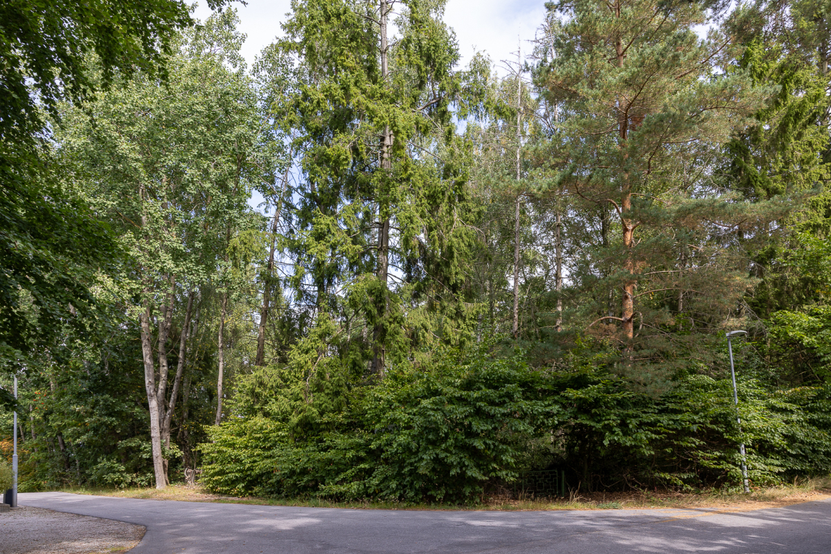 Den asfalterade gatan som omger fastigheten 